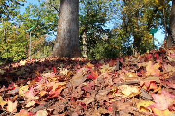 autumn in a public garden in nantes (france)