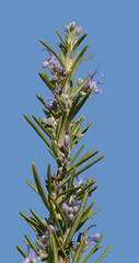A rosemary branch