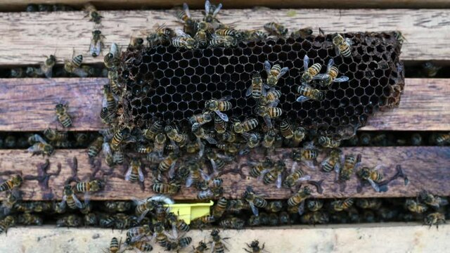 Bees on bee cages. Bee honey in combs. Honeycomb with bee bread. Medicinal properties of bee bread