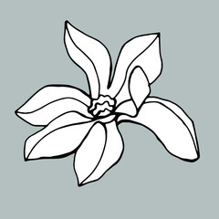 Magnolia flower. Hand drawn illustration. Vector clipart