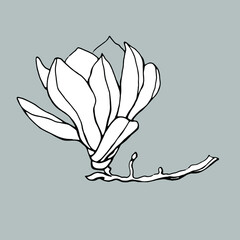 Magnolia flower. Hand drawn illustration. Vector clipart
