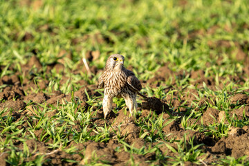 kestrel bird of prey on the ground looking at the camera