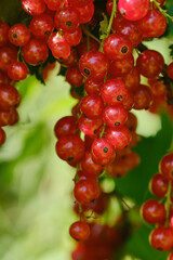 Fresh ripe red currants on the bush branch in the garden. Shallow depth of field