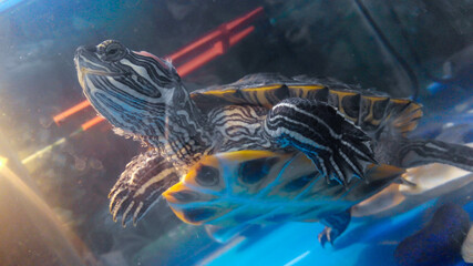 turtle in the water