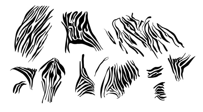 Zebra pattern black white. Monochrome texture of animal skins bands from savanna. Abstract african camouflage background for fashionable prints on t-shirts, clothes. Vector illustration