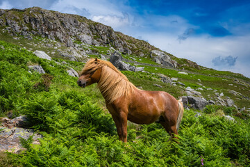 Wild Welsh Mountain Pony Ogwen valley Snowdonia National Park north Wales UK