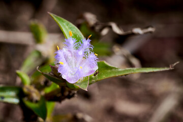 blossom