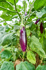 close up of fresh eggplant growing in the plantation