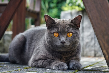 Carthusian grey cat with orange eyes