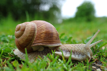 Weinbergschnecke