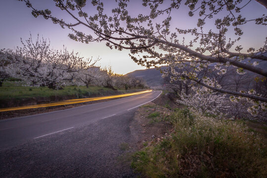 carretera Valle del Jerte durante el cerezo en flor