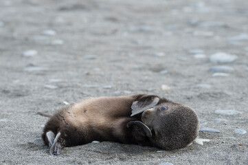 Fototapeta premium Antarctic fur seal pup close up in grass