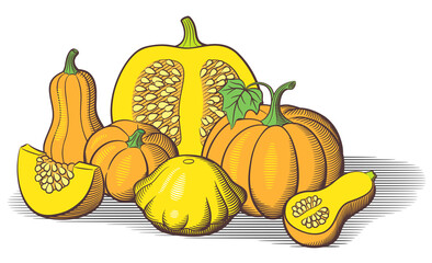 Big pile of pumpkins. Big and small pumpkins, pumpkin cut with seeds, butternut squash, pattypan squash and pumpkin slice. Retro style vector illustration - obrazy, fototapety, plakaty