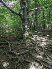 Beech roots.