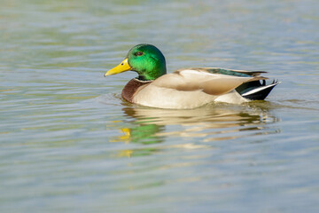 Mallard Drake male duck portrait swimming on water.