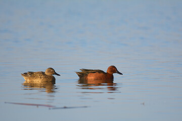 cinnamon teal male and female drake and hen ducks swimming