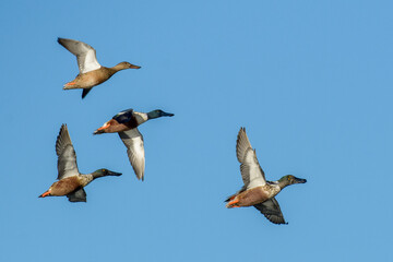 Small flying flock of Northern Shoveler duck drakes and hens.