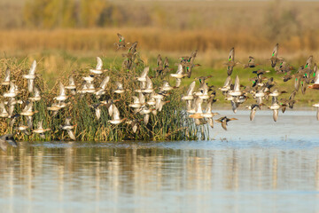 Green winged Teal flock of ducks flying fast and low over wetlands