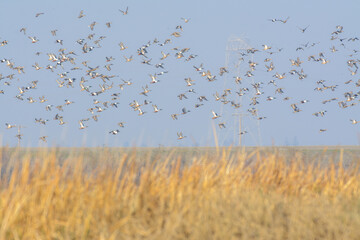 large flock of Northern Shoveler Ducks flying over wetlands