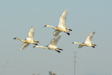 whistling Tundra Swan small flock flying with cupped wings for landing