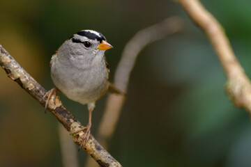 White Crowned Sparrow song bird perched on a limb
