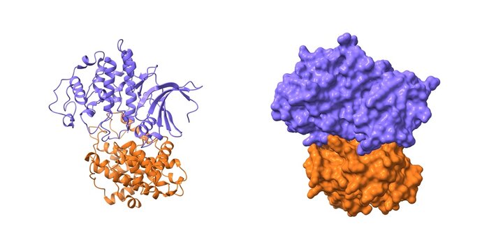 Structure of cyclin-dependent kinase 2 (CDK2, blue) in complex with cyclin E (brown). 3D cartoon and Gaussian surface models, PDB 1w98, white background