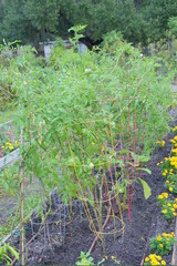 purple Blooming purple flower, bougainvillea glabra