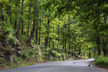 Pigeons on an empty road in the forest.