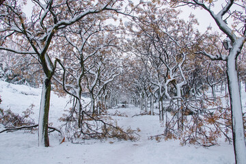 Camino nevado entre arboles con ramas caidas