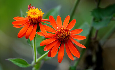 Senecio confusus, fleur de l'île de la Réunion