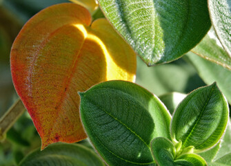 Couleur d'automne sur une plante &agrave; feuille duveteuse sur l'&icirc;le de la R&eacute;union