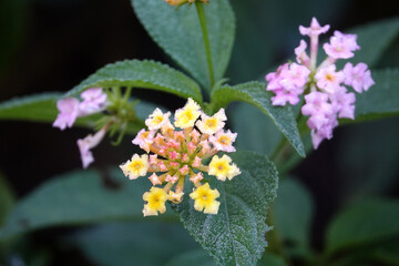 Rosée du matin sur un Lantana