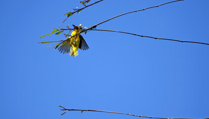 Oiseau Tisserin sur un arbre sur l'île de la Réunion