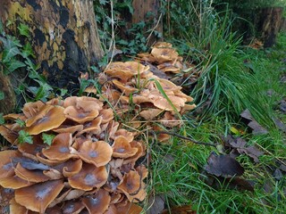mushrooms in the forest