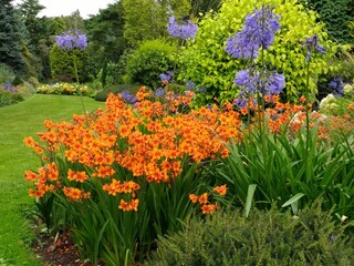 Beautiful landscape of Summer garden borders with orange flowers in full bloom and purple allium plants with hedges surrounding lush rich green grass lawn bushes shrubs and species of trees
