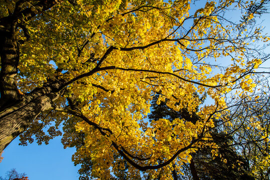 Autumn Leaves With Blue Sky