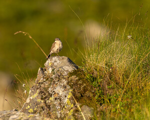 small bird on rock