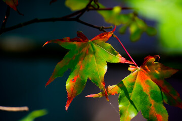赤くなりかけた紅葉