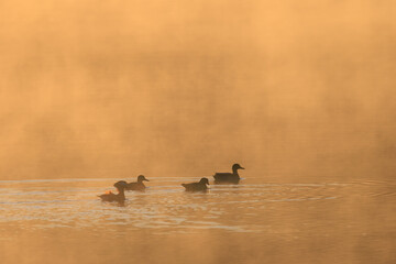 Grebe with three ducks in a swamp.