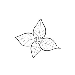 hand drawn christmas floral element. vector element for greeting card and invitation design