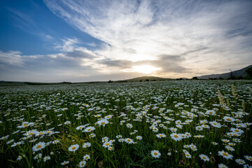Chamomile field and sunset