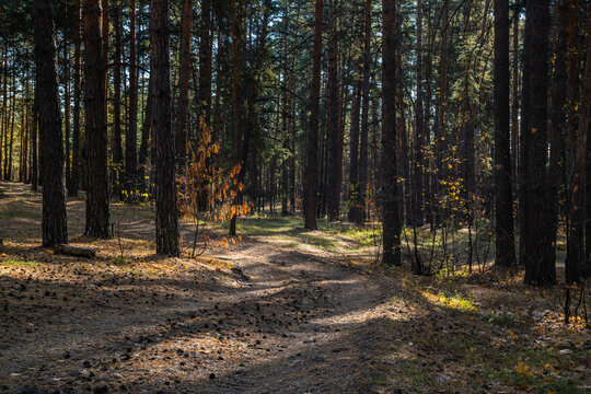 beautiful russian nature, gravel road with foliage  in sun rays and woods in beautiful autumn forest in the evening, Samara region, Russia
