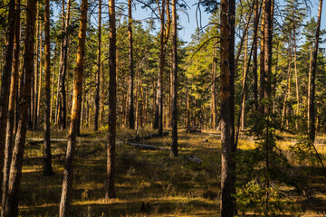 beautiful russian nature, gravel road with foliage  in sun rays and woods in beautiful autumn forest in the evening, Samara region, Russia