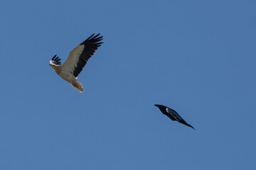 Obraz premium Egyptian vulture and Raven