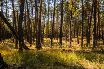Fototapeta premium beautiful russian nature, gravel road with foliage in sun rays and woods in beautiful autumn forest in the evening, Samara region, Russia