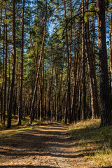 beautiful russian nature, gravel road with foliage  in sun rays and woods in beautiful autumn forest in the evening, Samara region, Russia