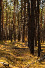 Obraz premium beautiful russian nature, gravel road with foliage in sun rays and woods in beautiful autumn forest in the evening, Samara region, Russia