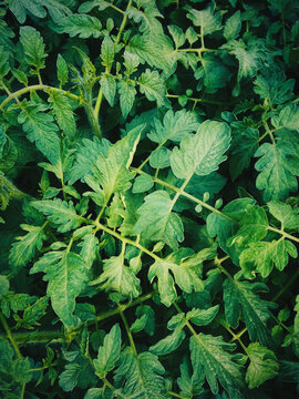 Tomato leaves of tomato sprout background