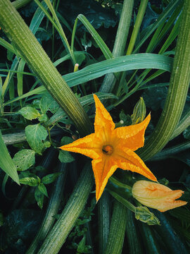 yellow colour pumpkin flower