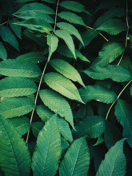 Green leaves pattern background, Natural background and wallpaper